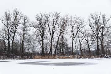 Winter landscape with bare treesand reeds on the frozen lake shore