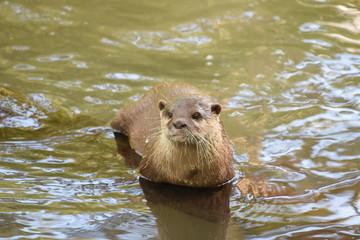 Loutre dans l'eau