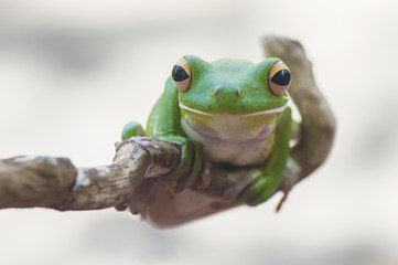 White Lips Frog