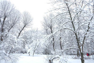 Fototapeta premium Winter landscape, trees in the snow / Winter Park. A clear winter day in the park.