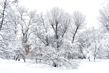 Winter landscape, trees in the snow / Winter Park. A clear winter day in the park.