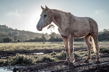 white wild horse standing in the meadow during sunset