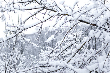 Winter landscape, trees in the snow / Winter Park. A clear winter day in the park.