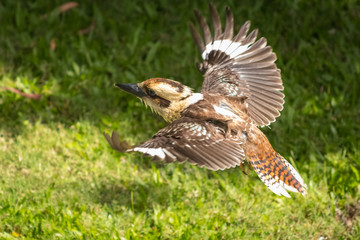 Flight Kookaburra