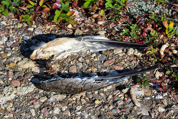 The wings of a dead bird laying on the ground