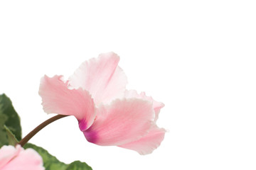 Pink cyclamen flower isolated on white background. Summer. Spring. Flat lay, top view. Love. Valentine's Day