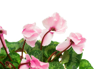 Pink cyclamen flower isolated on white background. Summer. Spring. Flat lay, top view. Love. Valentine's Day