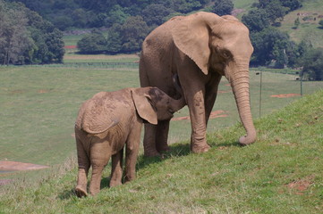 familia de elefantes © jose