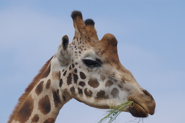 girafa