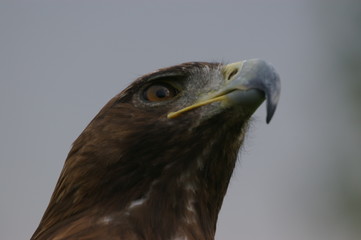 águila real 2