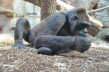 Western lowland gorilla (Gorilla gorilla gorilla)