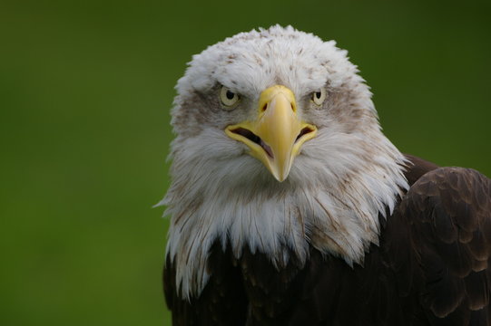 la mirada del águila calva 2