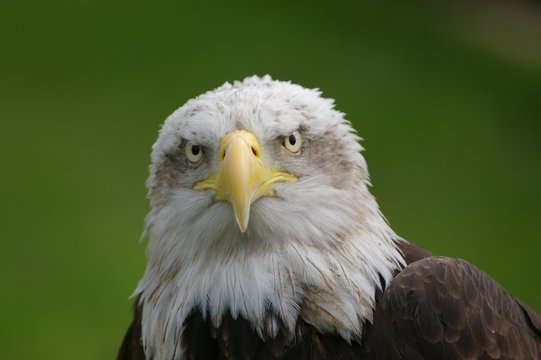 la mirada del aguila calva