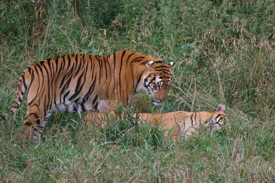 la siesta de los tigres