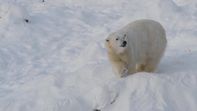 Polar bears fighting (playing) on a snow hill. After the winner proudly shakes it's head