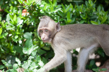 可愛いサル