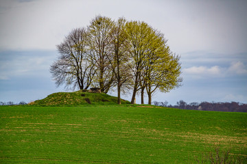 Baumgruppe am Horizont