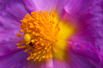 Obraz premium Inside a flower