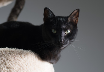 A black cat looks on curiously