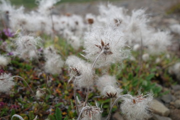 アイスランド、綿毛のある植物