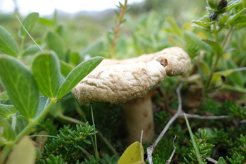 アイスランドのキノコ