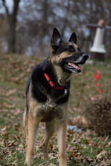 German Shepherd in Red Collar