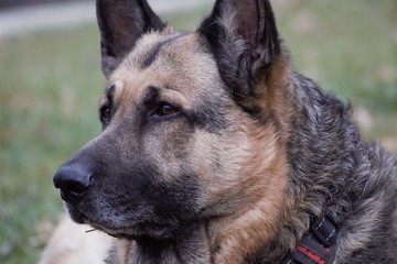 Older German Shepherd Closeup
