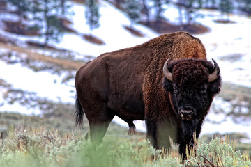 Bison bull with snow in background