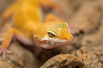 Closeup of a yellow gecko macro