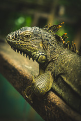 Iguana world