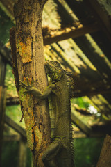 Fototapeta premium Iguana world