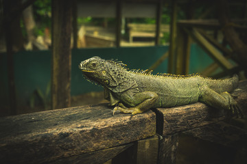 Fototapeta premium Iguana world