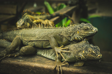 Iguana world