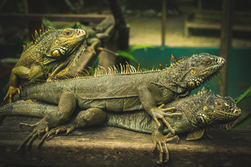 Iguana world