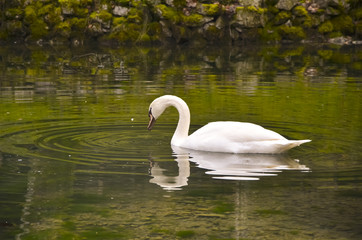 swan in the lake