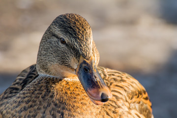 Female mallard or wild duck, Anas platyrhynchos. Close-up