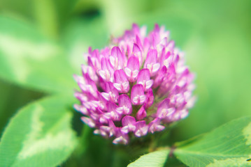 《接写》ピンクのクローバー　ソフトエッジ