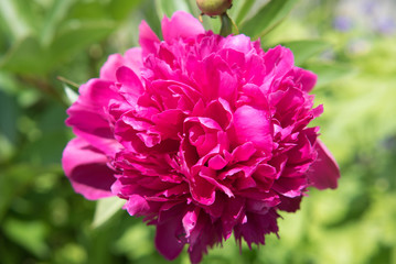 《接写》ボタンの花