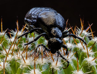 Macro picture of a black bug on a cactus 