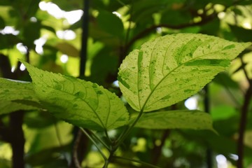 観葉植物/アカリファ ウィルクシアナ&ldquo;ジャワホワイト&ldquo;