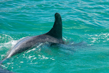 Obraz premium New Zealand Bottlenose Dolphin Fin