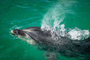 Bottlenose Dolphin Blowing Water 