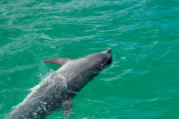 Obraz premium New Zealand Bottlenose Dolphins In Beautiful Russell Waters 