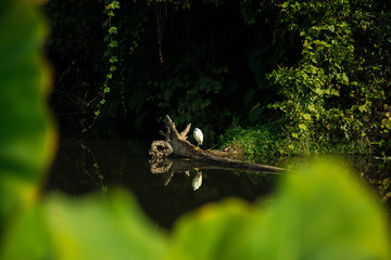 White Egret in the forest