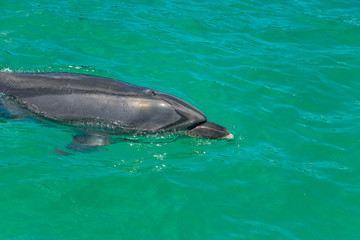 Naklejka premium New Zealand Bottlenose Dolphins In Beautiful Russell Waters 