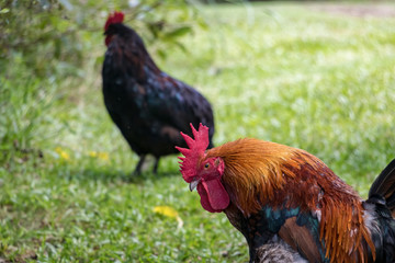 Phoenix Rooster With Hen In Background 
