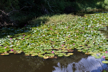 New Zealand Lily Pond 