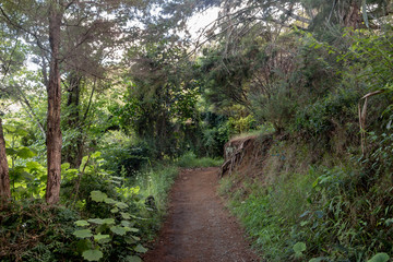 Fototapeta na wymiar New Zealand Hiking Path Used For Lord Of The Rings 