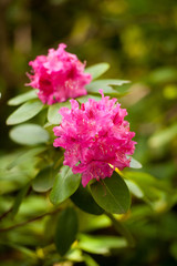 Obraz premium pink flower azalea rhododendron group bright cerise flowers background crops (Rho­dodendron schlippenbachii) azalea spider in centre