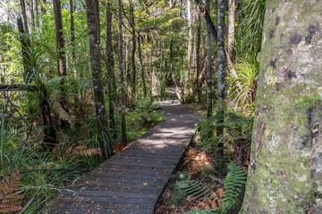 Forest Path In Beautiful New Zealand Northland 